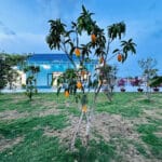 Bán Nhà Bình Chánh 1700m², 300m² Thổ Cư, Hướng Đông Nam – 3 Phòng Ngủ, 3 WC, Phòng Thờ