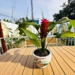 Villa sân vườn hồ cá vườn cây, diện tích 9,6x30m, 3 phòng ngủ, 2 WC, hướng Tây Nam,