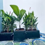 hà Bình Chánh Sổ Hồng – Căn Góc 2 Mặt Tiền 5,5x18 – Hướng Đông